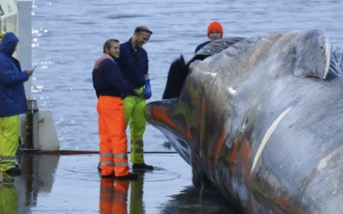 Blue whale - Credit: Sea Shepherd Crew