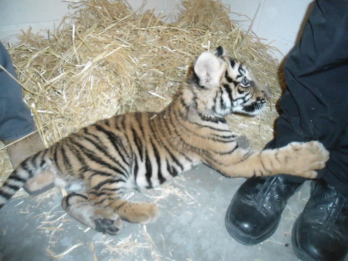 New Mexico police investigating a shooting made the surprising discovery of a Bengal tiger cub being kept in a dog crate (NMGF)