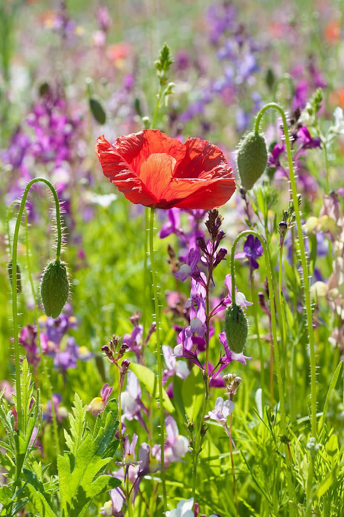 15) Corn Poppy