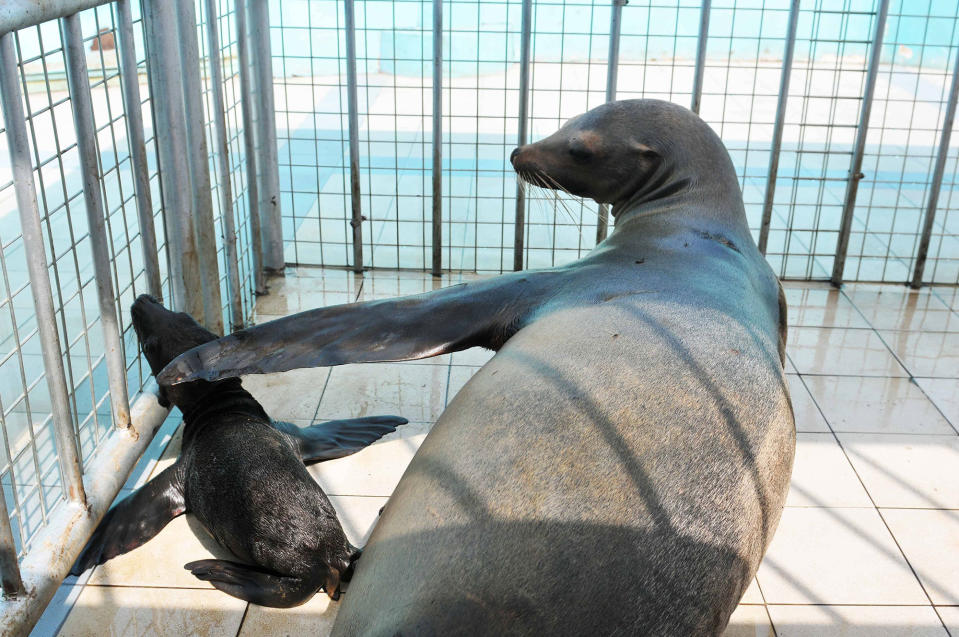 <p>A newborn California sea lion gets a pat from its mother at Harbin Polar land in Harbin, China on Aug. 23, 2016. The sea lion De Bei gave birth to a sea lion cub at the park on Monday. (Imago via ZUMA Press) </p>