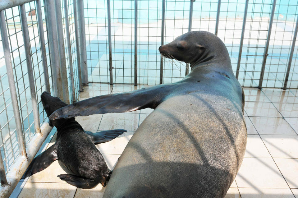 Newborn sea lion in Harbin, China