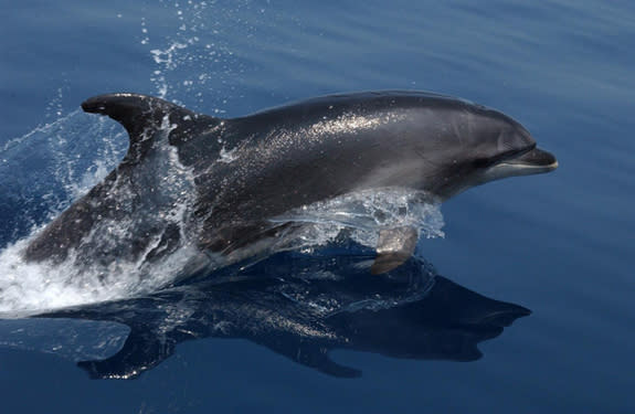 A bottlenose dolphin.