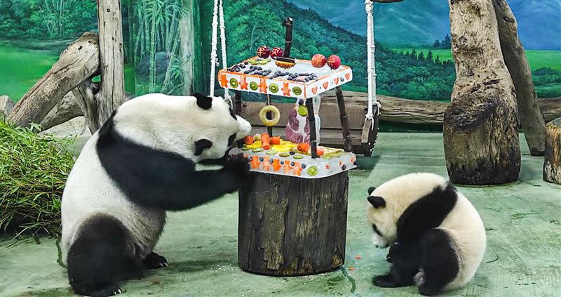 圓寶滿一歲，動物園特製生日蛋糕。 （圖／動物園提供）