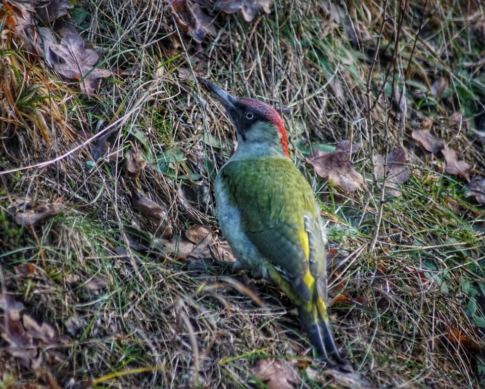 Green woodpecker