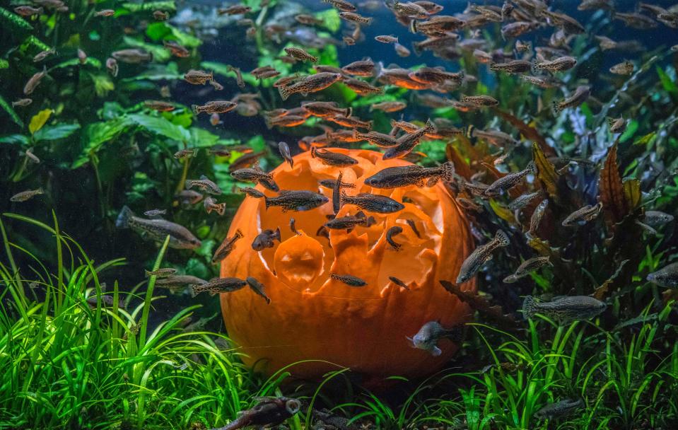 <p>Fish explore a pumpkin underwater at Chester Zoo in Chester, Britain, on Oct. 19, 2017. (Photo: Chester Zoo/Caters News) </p>