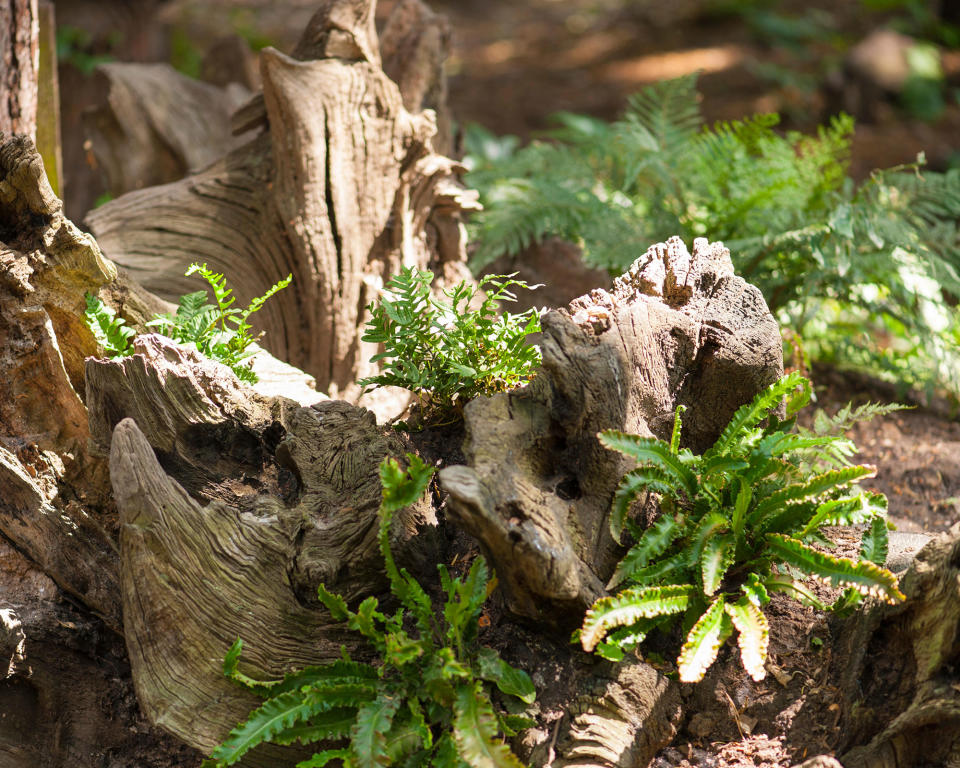 13. Add a stumpery to a shady spot