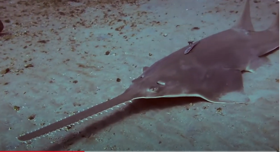 Smalltooth sawfish are endangered and experts say their saws do not grow back if removed. The Florida Fish & Wildlife Research Institute has tagged 800 sawfish as part of a study.