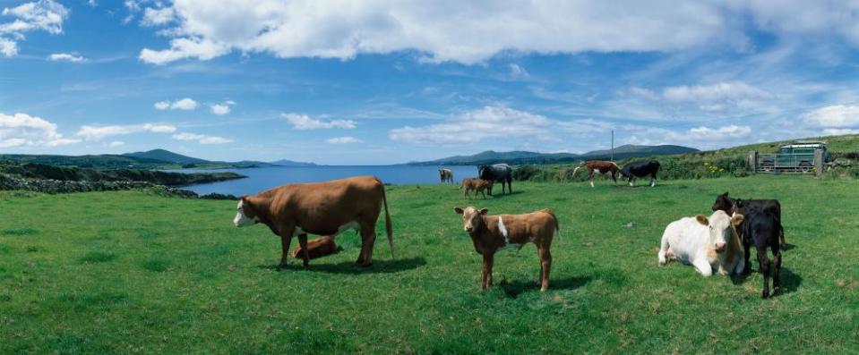 Cattle in Sheeps Head, Co Cork, Ireland