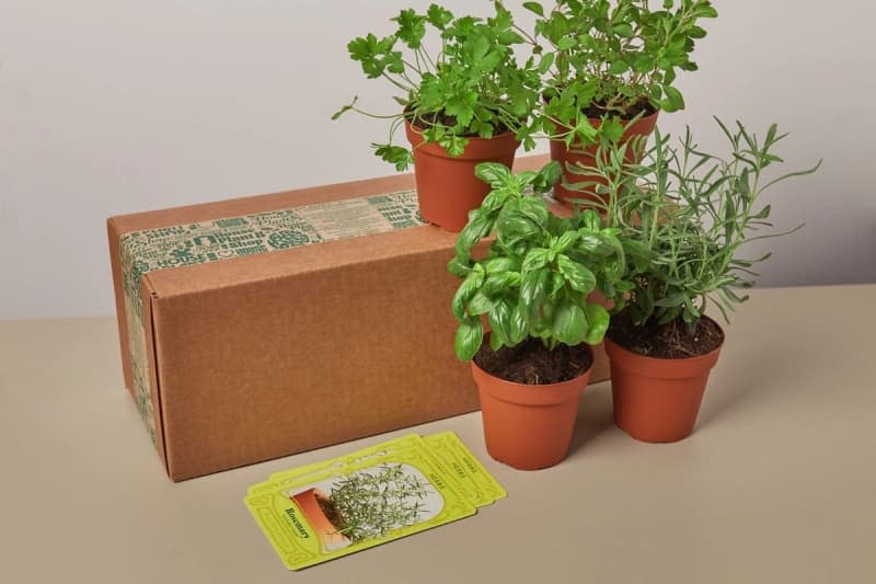 Seasonal Garden Plant Subscription