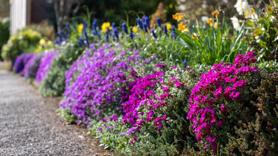 aubretia growing alongside a path