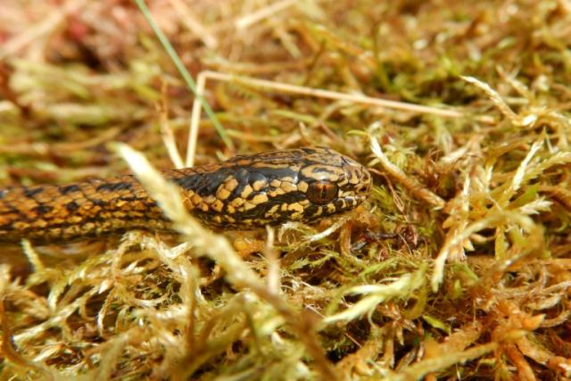 Quatre bébés loutres d'une espèce vulnérable sont nés au parc animalier  d'Auvergne - Sciences et Avenir