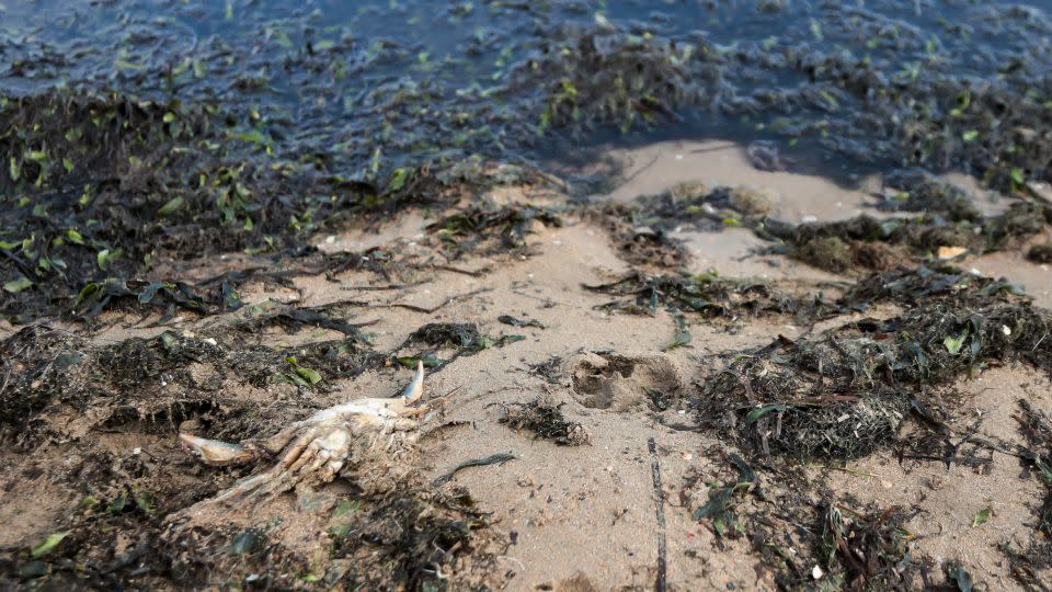 In 2021, a thick algal bloom resulted in five tons of sea creatures washing up on beaches around the lagoon, including this crab. - Jose Miguel Fernandez/AFP/Getty Images