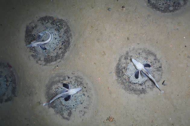 Adult icefish guard thousands of eggs. (Photo: PS124, AWI OFOBS team)