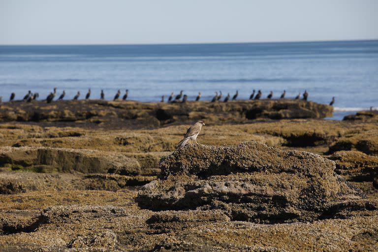 Punta Mejillón, en Río Negro, tiene una magia especial