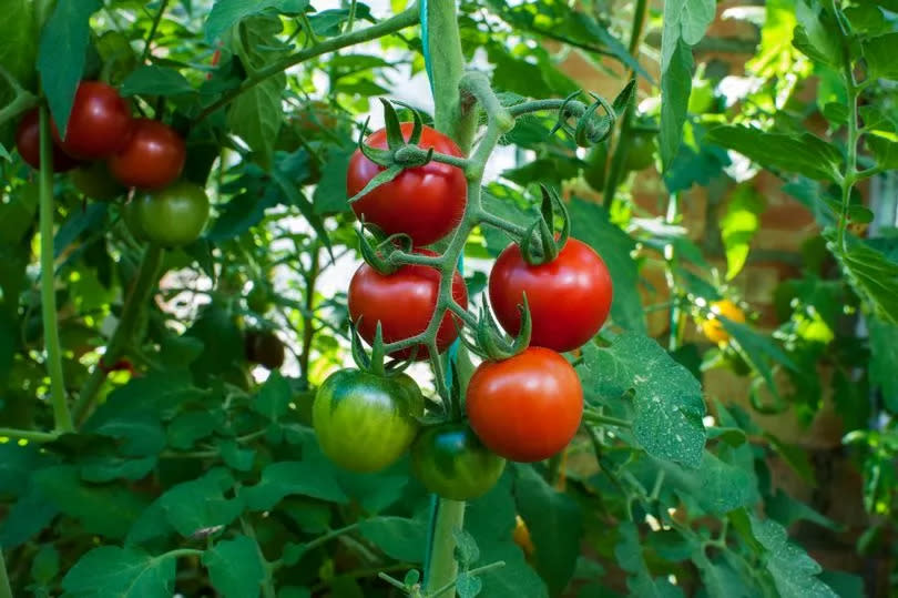 Monty Don has issued some fresh tips for growing the delicious fruits - but you'll need to act fast -Credit:Getty Images