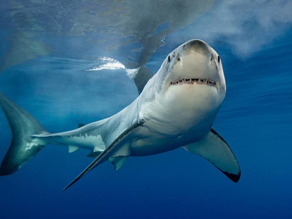 More sharks have been spotted off the coasts of New Brunswick and Nova Scotia according to the app, Shark Trackers, developed by research group Ocearch. (Getty Images - image credit)