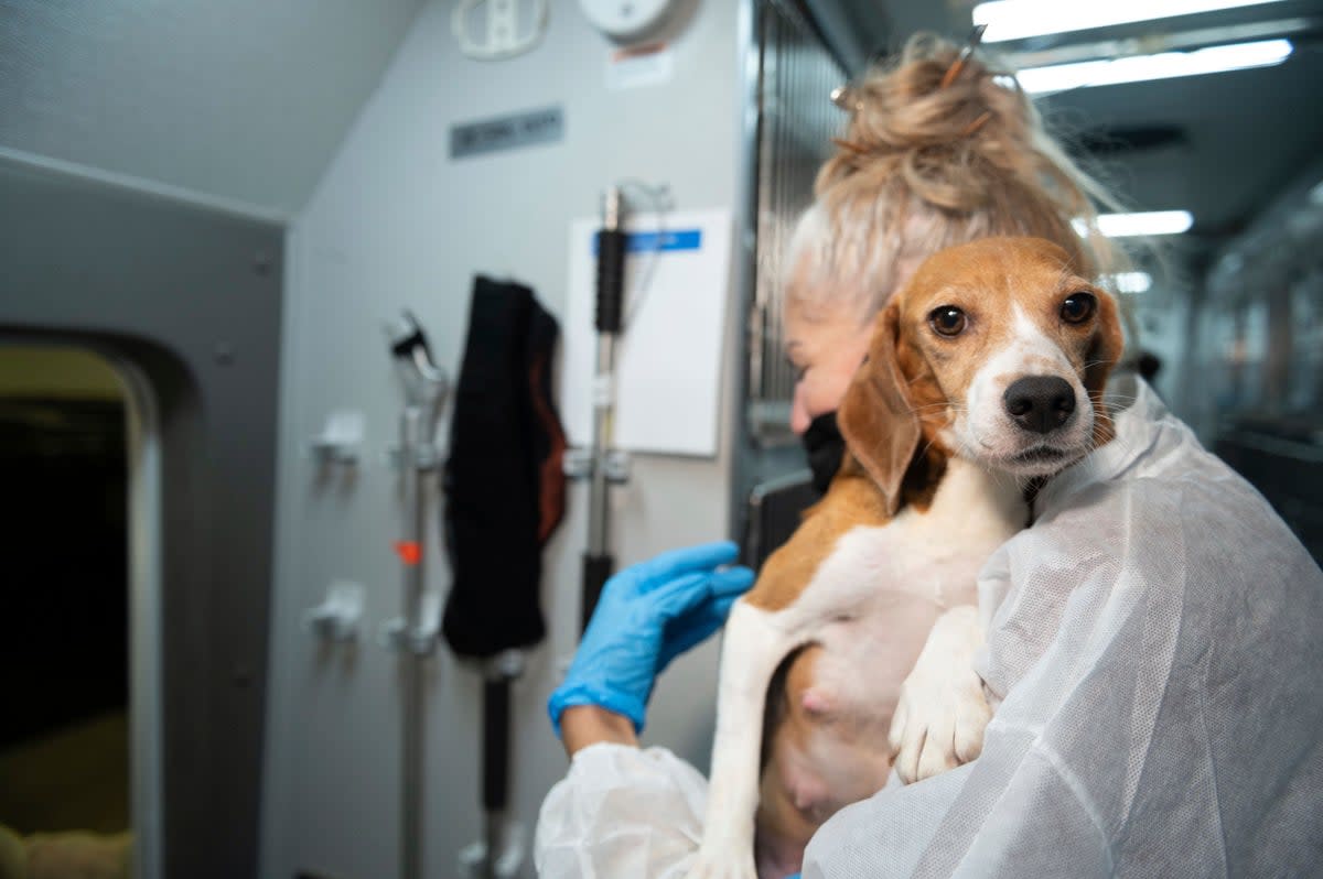 ARCHIVO - Un miembro del equipo de rescate de animales de HSUS lleva a un beagle al centro de cuidado y rehabilitación de la organización (Copyright 2022 The Associated Press. All rights reserved)