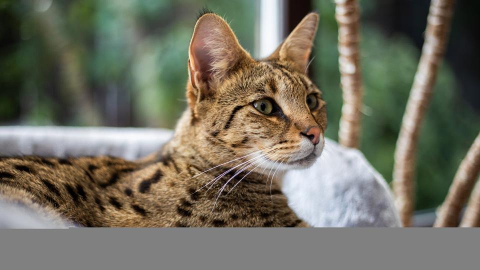 Savannah cat