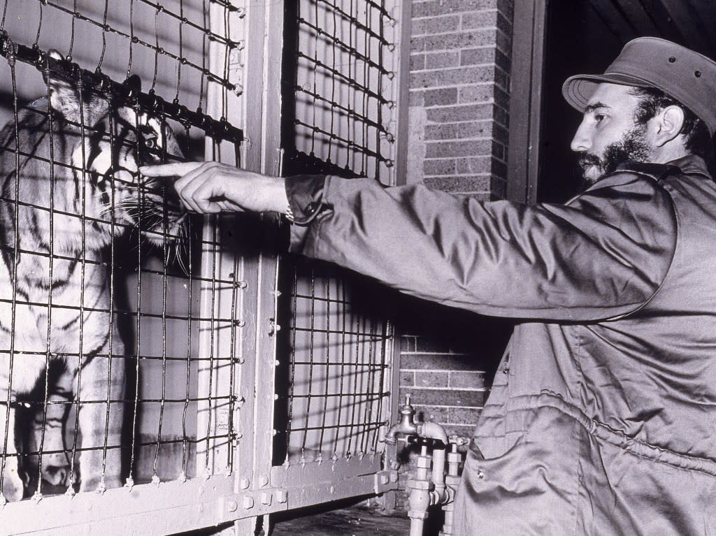 Cuban dictator Fidel Castro with a Bengal tiger at the Bronx Zoo on April 24, 1959. Getty Images