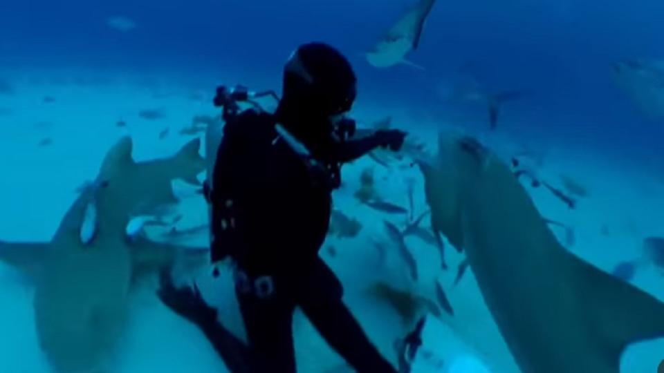 羅伯測試人血對鯊魚的吸引力。圖／截自YuTube 