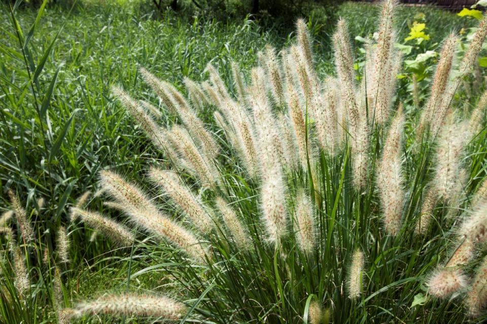 Fountain grass