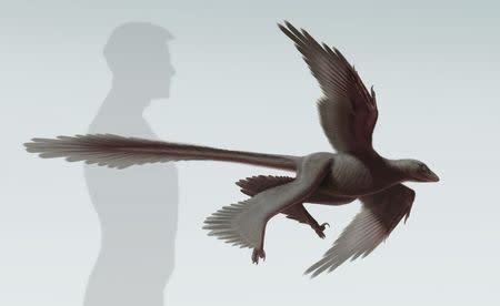 An artist's rendering shows the newly discovered feathered dinosaur, Changyuraptor yangi, in this image released on July 15, 2014, courtesy of the Natural History Museum (NHM)'s Dinosaur Institute. Scientists on Tuesday described fossils of the strange dinosaur that lived in China 125 million years ago, which was covered in feathers, looked like it had two sets of wings and may have been able to glide. REUTERS/S. Abramowicz/Dinosaur Institute/NHM/Handout via Reuters