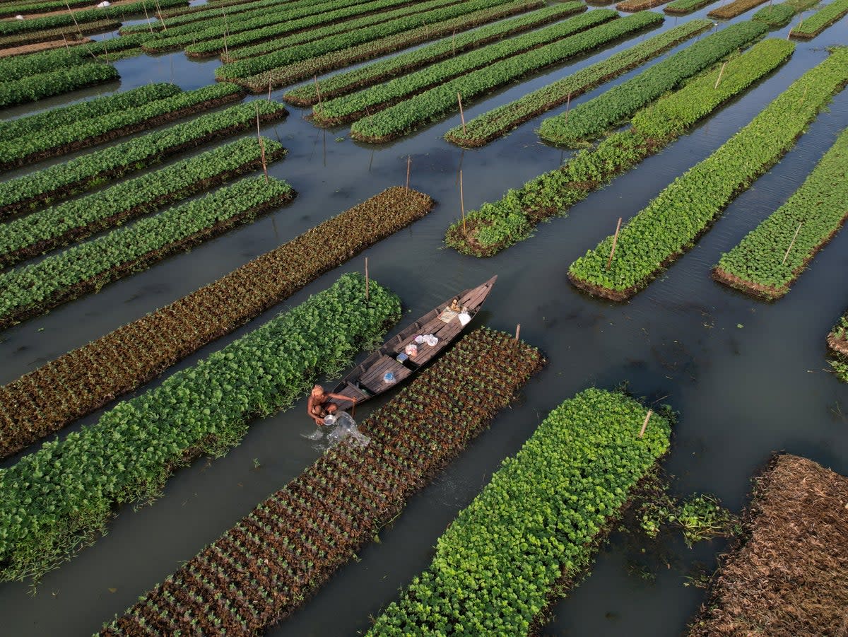 A farmer irrigates his floating bed at his farm in Pirojpur district, Bangladesh (Reuters)