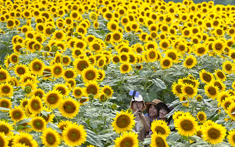 Visitors pose for a selfie in a sunflower field