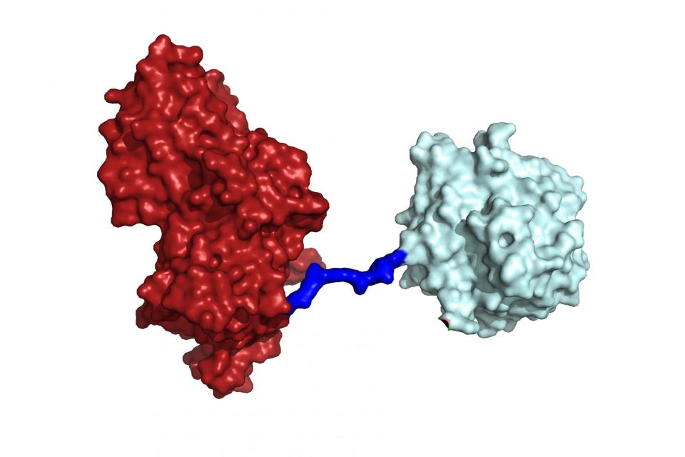 A picture of Ideonella sakaiensis, the so-called 'super enzyme' (PA)