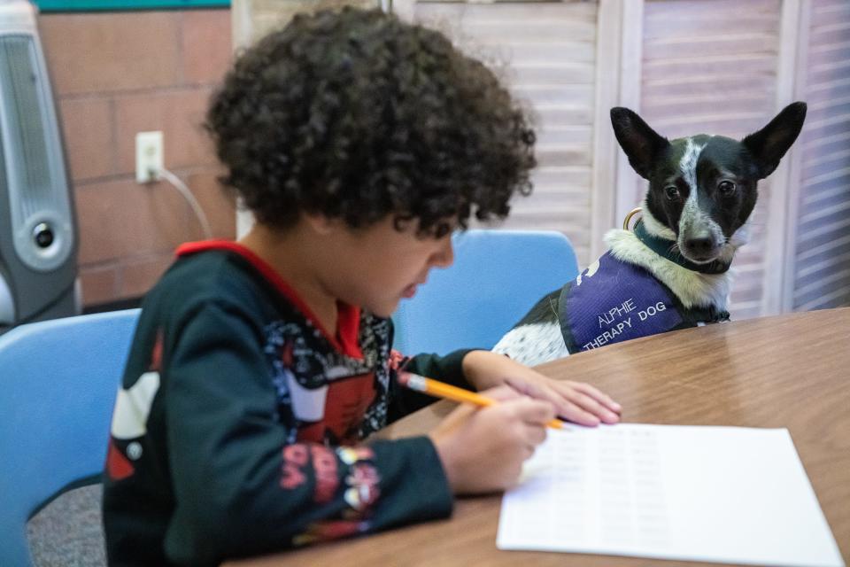Alphie, a therapy dog that works with Caring Canines, sits next to a Laurel Elementary School student during an occupational therapy session at the school on Nov. 28 in Fort Collins. Caring Canines, a therapy dog organization, is looking for volunteer dog-owner teams in Fort Collins.
