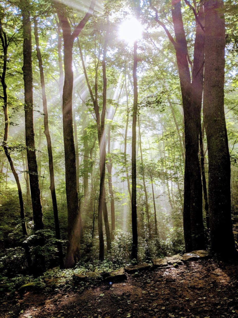 Forest and sunlight