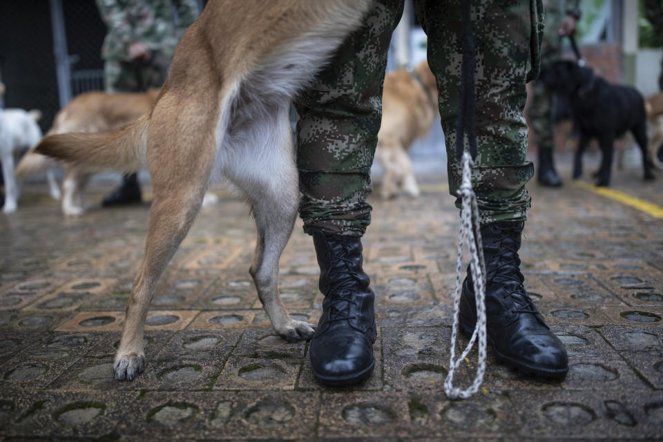 A handler holds his dog at a Colombian Army training facility for military working dogs to serve alongside troops in various capacities, in Bogota, Colombia, Wednesday, June 21, 2023. (AP Photo/Ivan Valencia)