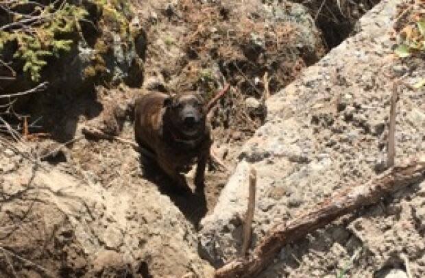 Chevy, a 40-kilgram American bulldog terrier, needed to be rescued after becoming trapped on a precarious ledge along a trail in B.C.'s Interior, say RCMP.