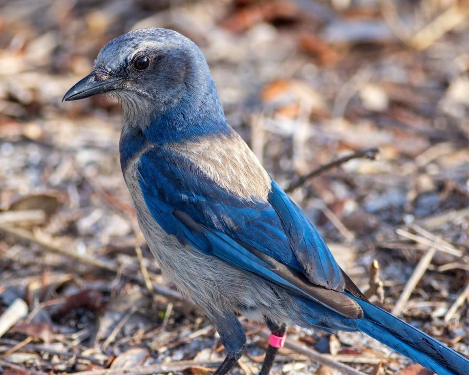 The Pelican Island Audubon Society requests funds to help protect local scrub jay habitat.