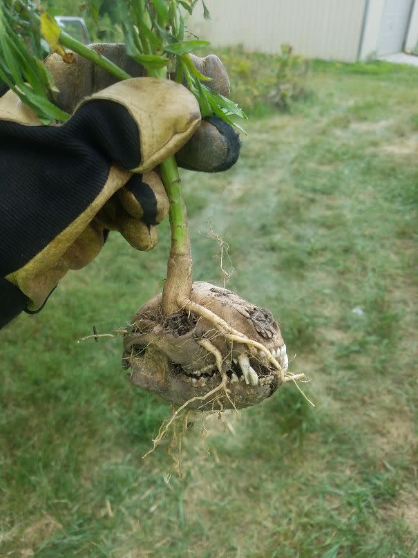 <p>Esta planta ha nacido directamente del esqueleto de este animal.<br>Foto: Imgur/WoahitsWelker </p>