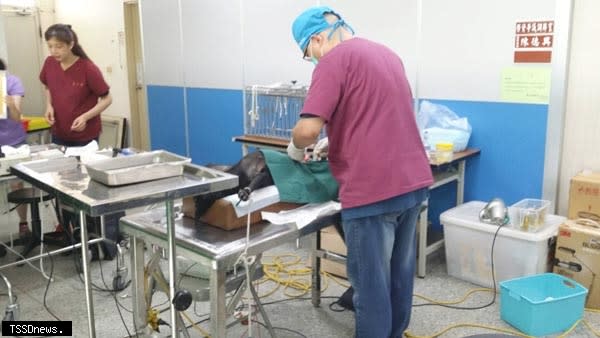 南市動保處爭取偏鄉家犬貓絕育補助開跑，主要以狂犬病疫區及偏鄉家犬貓為對象，鼓勵飼主把握機會為寵物登記。（記者李嘉祥攝）