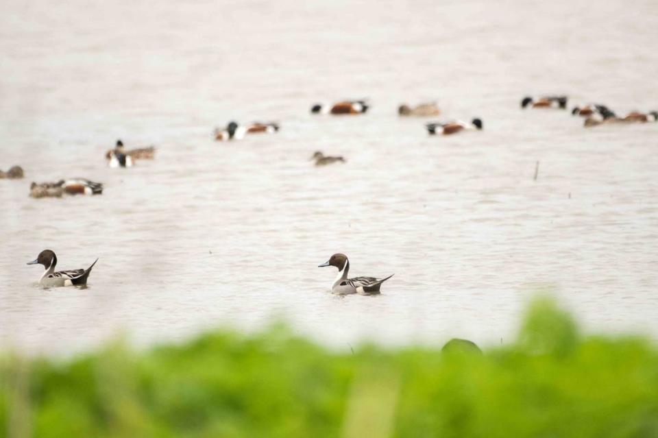 Ducks float on the water at the Grasslands Wildlife Management Area near Gustine ealier this month.