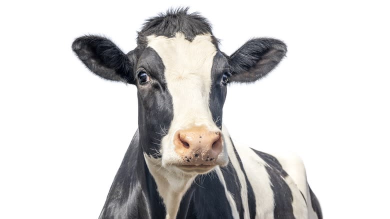 Black and white cow