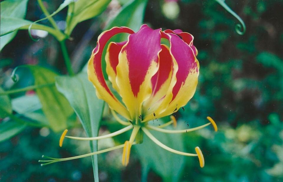 Gloriosa lily