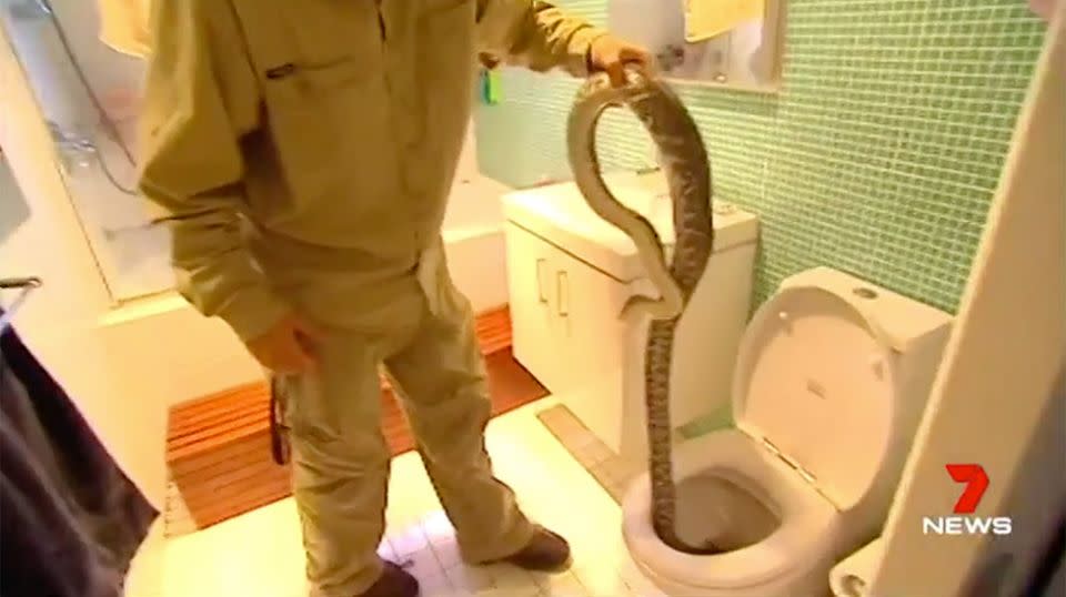 One Bondi homeowner received the shock of their life when they found this beast lurking in their toilet. Source: 7 News