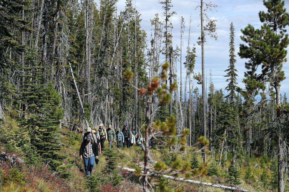 Los bosques de Montana se enfrentan a nuevas amenazas a medida que aumentan las temperaturas. El pino carrasco, una especie fundacional, está cada vez más amenazado por enfermedades e insectos que antes no podían prosperar en su hábitat de alta montaña. <a href="https://www.gettyimages.com/detail/news-photo/members-and-guests-of-the-whitebark-pine-ecosystem-news-photo/1175043338?adppopup=true" rel="nofollow noopener" target="_blank" data-ylk="slk:Chip Somodevilla / Getty Images;elm:context_link;itc:0;sec:content-canvas" class="link ">Chip Somodevilla / Getty Images</a>