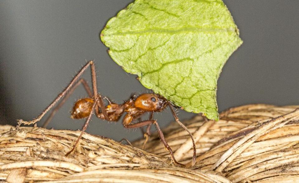 Butterfly World had to replace its large leafcutter ants after an unfortunate accident.