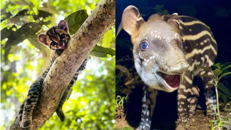 A baby ocelot on a tree branch and a baby tapir