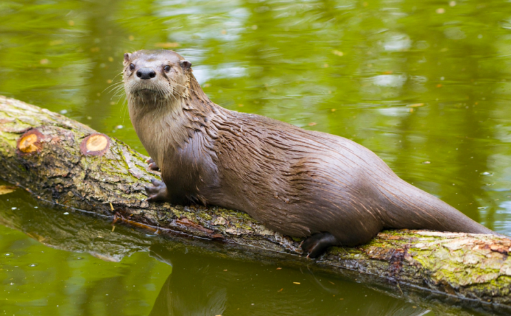 Size difference: Modern otters are a lot smaller than their prehistoric relatives (Rex)