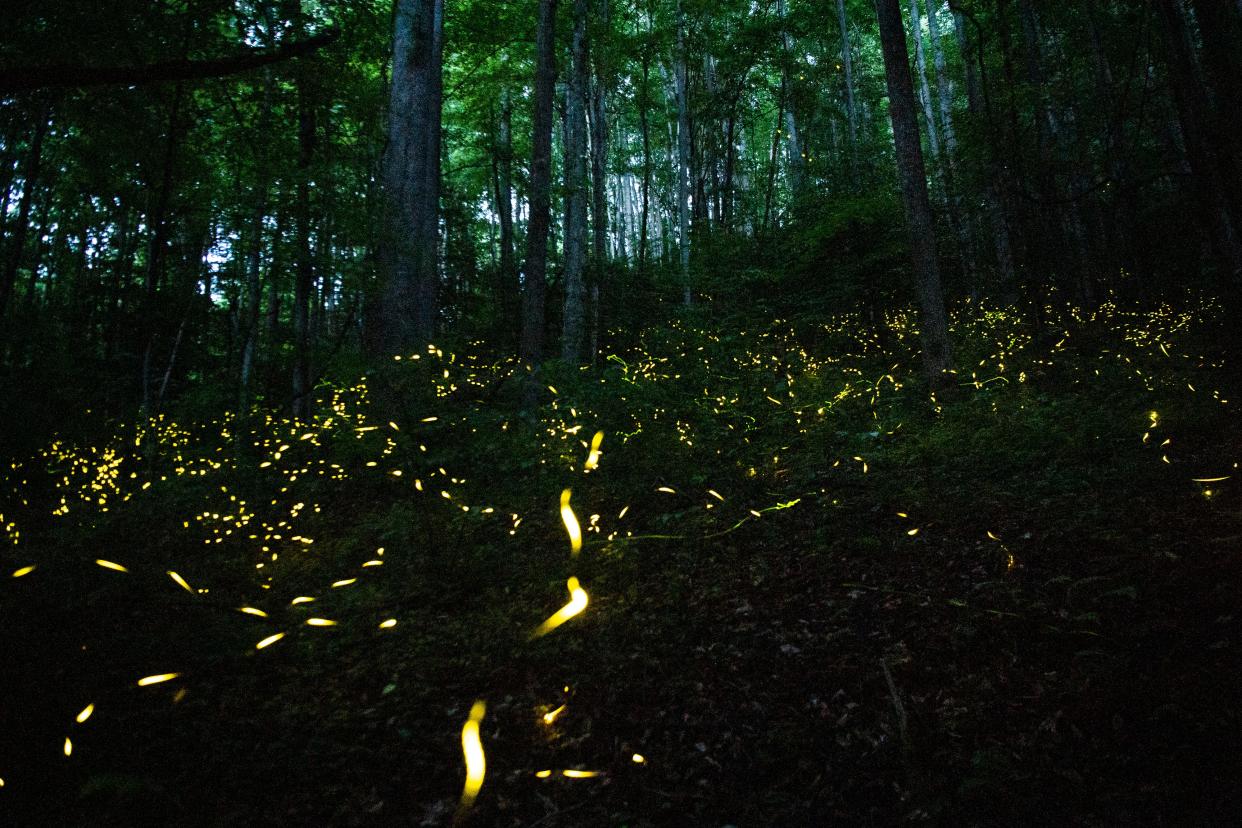 Synchronous fireflies light up in the Great Smoky Mountains National Park on Wednesday, June 14, 2023.