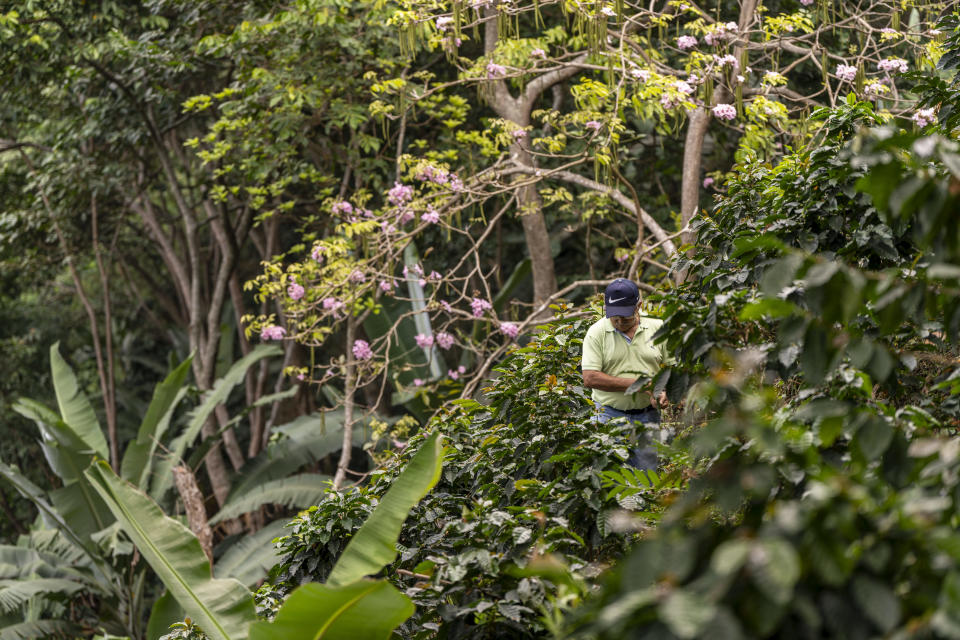 Colombia coffee farmers