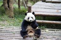 The giant panda is the rarest member of the bear family and among the world’s most threatened animal. <br> <a href="http://worldwildlife.org/pandas" rel="nofollow noopener" target="_blank" data-ylk="slk:Find out more at worldwildlife.org/pandas;elm:context_link;itc:0;sec:content-canvas" class="link ">Find out more at worldwildlife.org/pandas</a> Images Courtesy of Matthew Levin, Whitney Padgett, Krystal Vinck