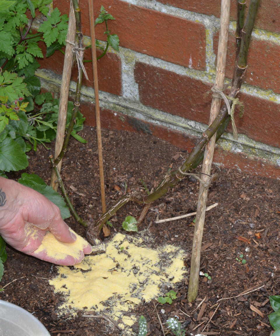 Cornmeal is often used against rose black spot