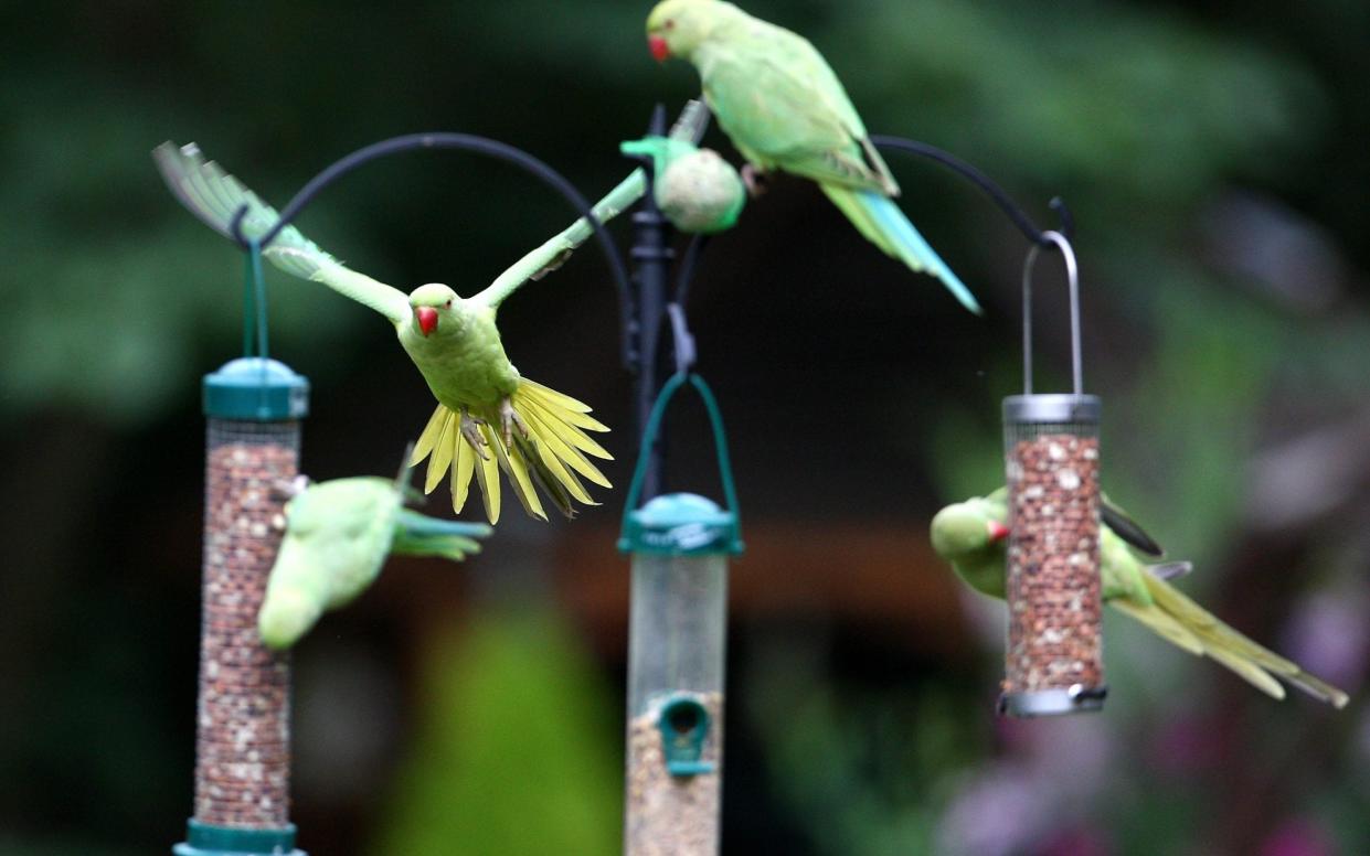 The RSPB has urged people to regularly clean their bird feeders or find another way to help them