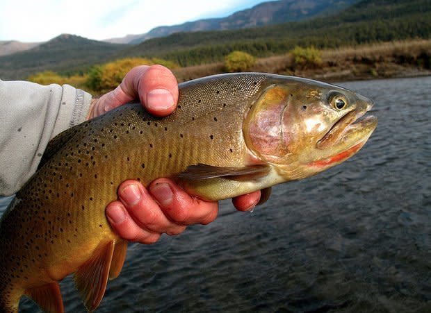 Yellowstone Cutthroat Trout near Slough Creek. (CircumerroStock, Flickr)